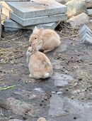 Kaninchen (m/w) abzugeben in 16259