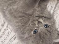 Katzenbabys - Schortens