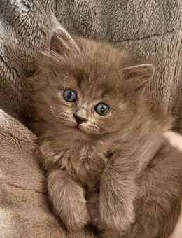 2 Süße Kitten suchen ihre Familie - Timmendorfer Strand