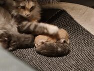 XXL Reinrassige Maine Coon Bärchen mit Stammbaum - Elsdorf (Nordrhein-Westfalen)