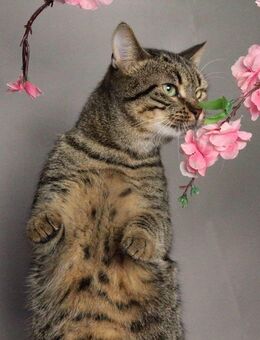 Kater getigert - München