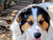 Traumhund Oli wünscht sich ein Zuhause! - Oberhausen