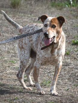 Duke, ein Schatz mit Handicap - Brunstorf