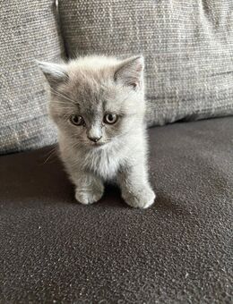 Reinrassige Britisch Kurzhaar Kitten BKH - Wuppertal