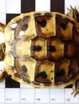 Griechische Landschildkröten THB Nachzucht 2024 Schildkröte ab 2026 wieder! - Ostelsheim