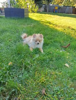 Pomeranien zwergspitz Weibchen 6 Monate - Barsbüttel