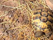 Griechische Landschildkröten THB NZ 22 - Spiesen-Elversberg