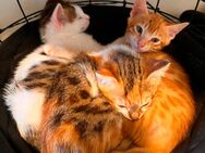 3 Bengal-Mix katzen suchen neues zu hause - Ahrensburg