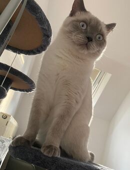 BKH Kater abzugeben - Riesbürg