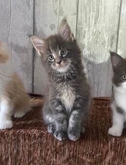 Reinrassige Maine coon Kitten - Erkelenz