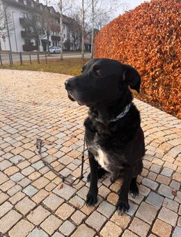 Bardino-Mischling „Django" sucht ein neues Zuhause - Grünwald