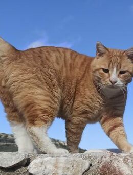 Traumkater Billy sucht Zuhause - Bergkirchen