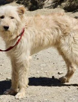 Pelu,arbeitswillig,vorsichtig,lernwillig - Westerholt