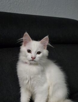 Maine Coon Kitten - Duisburg
