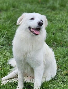 Süße Luna träumt von liebevoller Familie - Leonberg (Baden-Württemberg)