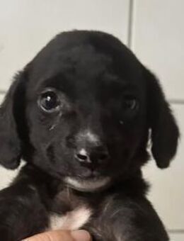 Welpenmädel ALCA sucht ihr Traumkörbchen - Sulzfeld (Baden-Württemberg)