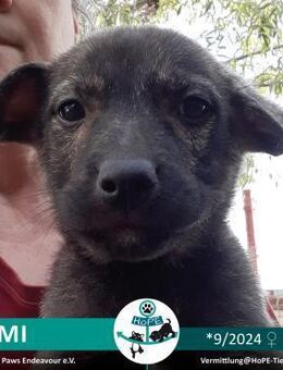 YUMI - 09/2024 - Leimen (Baden-Württemberg)