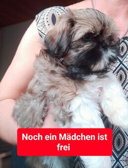 Shih-Tzu Welpen - Lauda-Königshofen