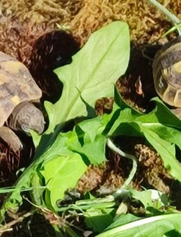 Griechische Landschildkröten THH NZ aus 2024 - Lingenfeld