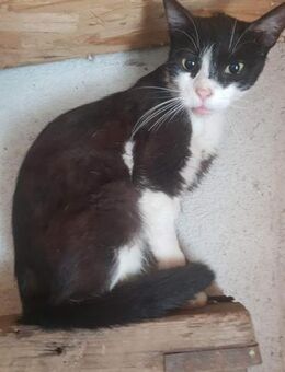 Estrella Lady in Black und White - Rambin