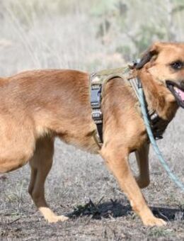 Caju, ein froehlicher Jungspund - Brunstorf