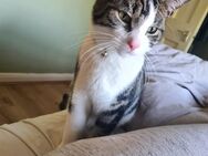 Junge männliche Katze zum Rehoming - Hannover