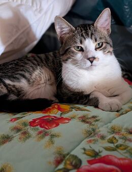 Mixkater - Brackenheim