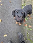 Rottweiler Welpen in 73230