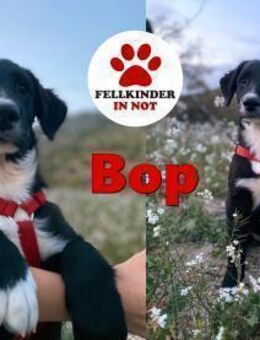 süßer Welpe Bop sucht sein Zuhause - Margetshöchheim