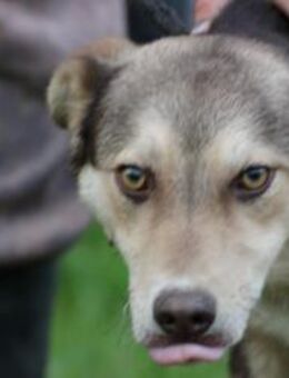 Tokio - zutraulich u. verspielt - Lohra