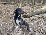 Dackelmix ❤️ Mila - Nidda