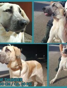 großer junger Thunder sucht ein Zuhause - Margetshöchheim