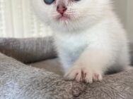 Reinrassige BKH Kitten mit blauen Augen - Wiesbaden Kostheim