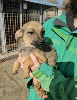 Lale- möchte hier raus - Nürnberg