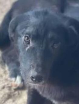 Sina hat Glück verdient 🐾 - Elsdorf (Nordrhein-Westfalen)
