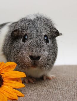 Meerschweinchen Kastrat *James* in silberagouti-weiß - Crimmitschau