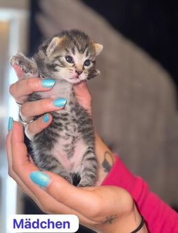 Wundervolle Katzenbabys suchen ein Zuhause - Saarbrücken