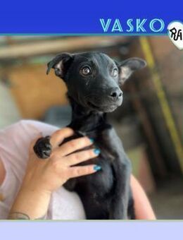 💙 VASKO 💙 - KLEINES HERZCHEN SUCHT... - Alfeld (Leine)