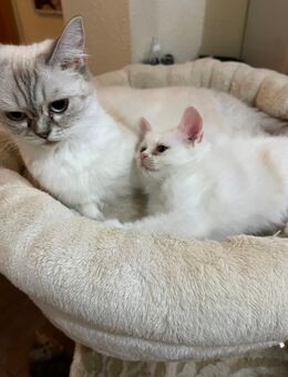 Reinrassige BLH / BKH Kitten - Leipzig
