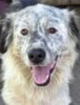 wunderschöner PANINI ♥ sucht seine Leute - Duisburg