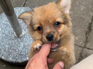 Chihuahua / Zwergspitz Welpe in liebevolle Hände abzugeben - Scharbeutz