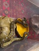 Teppichpython Morelia spilota in 77656