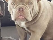 American Bully Micro ABR Papiere - Bad Segeberg