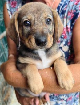 Kleiner Mischlingsrüde Familienhund - Schlitz