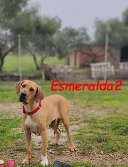 Esmeralda2 ruhig, anhänglich 09/22 ESP - Ruppertsecken