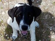 Lara, viel Herz auf 4 Pfoten - Oberhausen