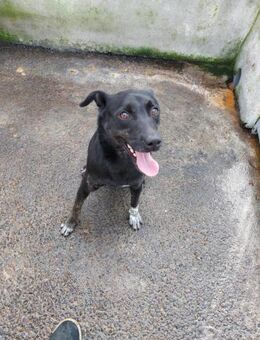 Kessy - ein hübsches Hundemädchen - Höchst (Odenwald)