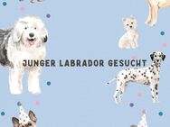 Suche Labrador (-Mischling) - Mönchengladbach