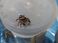 Phidippus regius Adros - Altötting