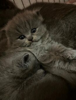 Reinrassige Bkh kitten - Duisburg